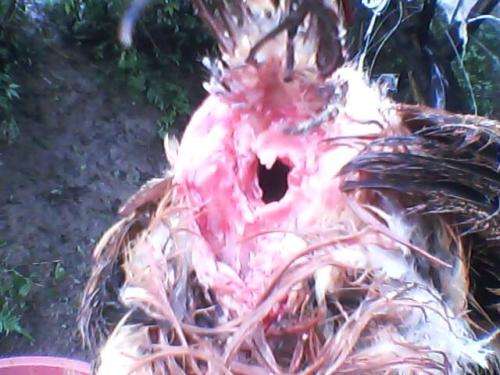 笼养蛋鸡怎么预防疲劳病,产蛋鸡啄蛋与光照不足有关吗