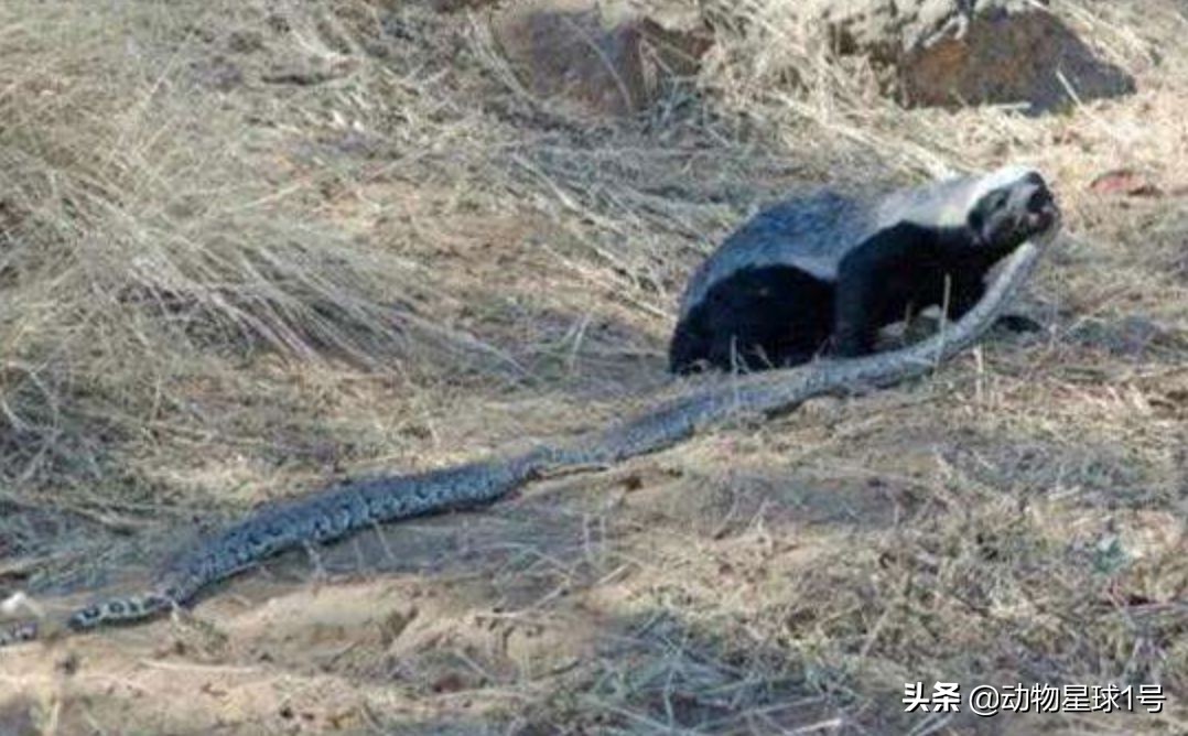 平头哥蜜獾照片,蜜獾平头哥动物科普
