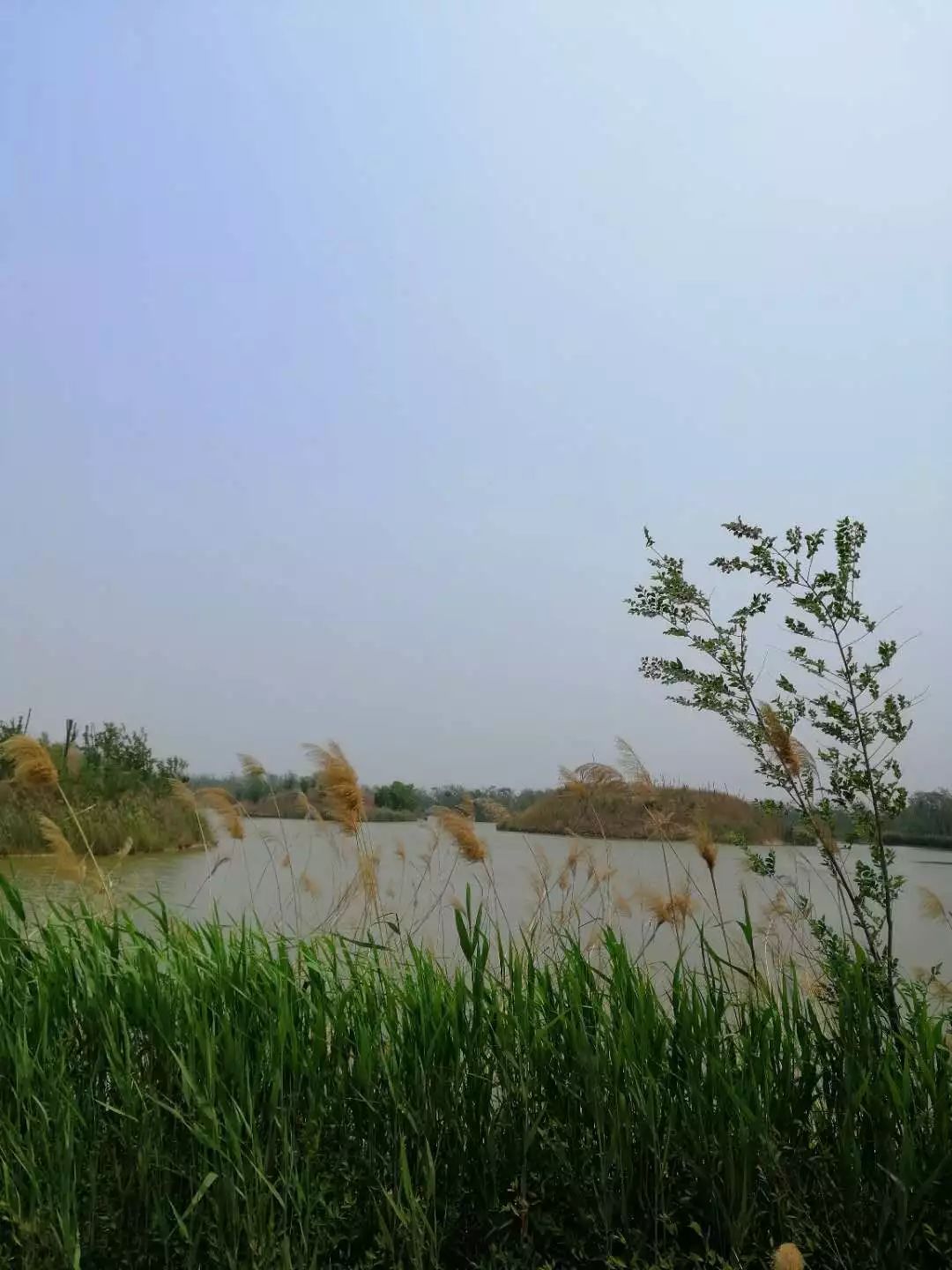 一个心灵的栖息地——游冠县马颊河生态旅游度假区有感