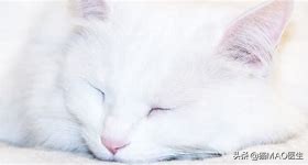 猫咪听到一点响声就反应很大,猫咪对我嗡嗡叫