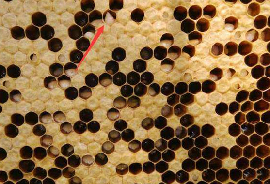 彻底消灭蜂农养的蜜蜂最简单方法,蜜蜂常见病害及防治方法