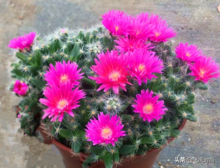 多肉哪些品种开花好看带图片,15种开花的多肉图片