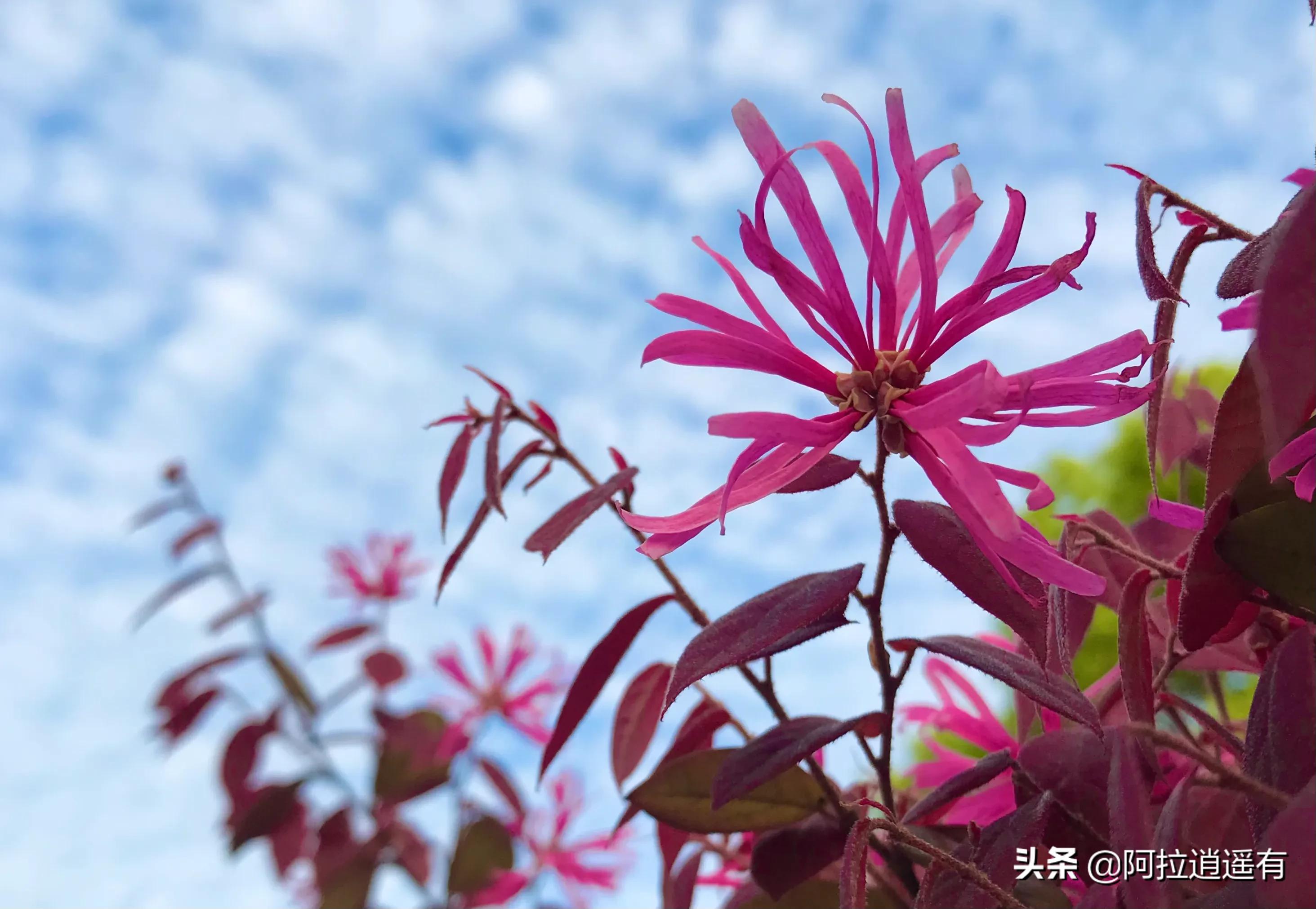 古人为植物写下的情感寄托的诗,古人种花弄草的诗句