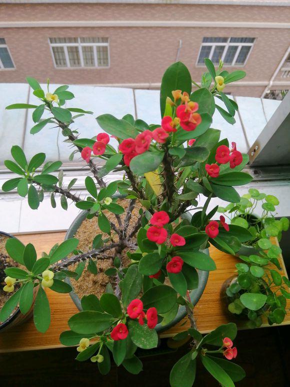 开花机器金铃花,开花机器蔷薇品种