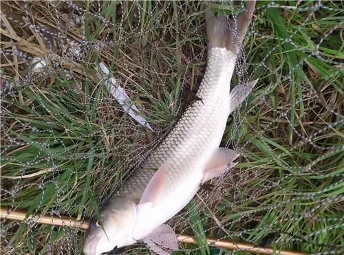 石鲮鱼怎么钓,钓鲮鱼几号钩