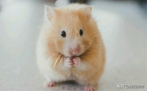 仓鼠跑掉了怎么找到它？抓住这些规律就不用去翻箱倒柜的满屋找了