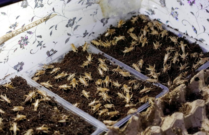 投资3000元养殖蟋蟀利润,投资5000元养殖蟋蟀利润