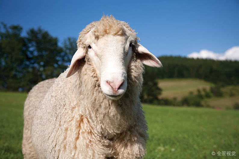 羊喂青储怎么预防酸中毒,羊吃发霉饲料中毒症状