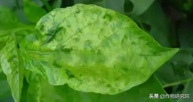 马铃薯黑胫病病害及防治方法,马铃薯常见病害有哪些