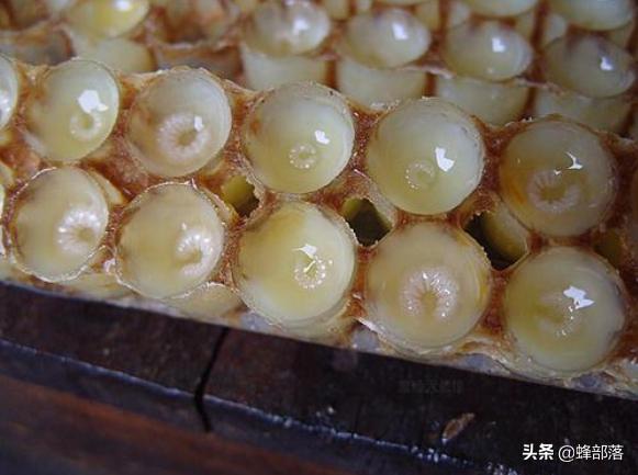 为啥3日龄内蜜蜂幼虫只吃蜂王浆？营养只是其一，还有应急作用