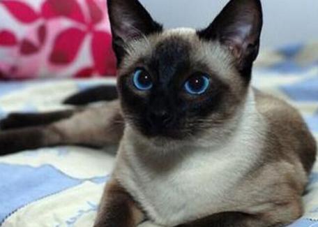新手养猫可以养暹罗猫吗,养猫新手指南暹罗猫