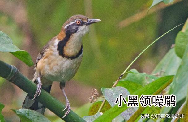 画眉品种有哪些,画眉科的鸟类大全