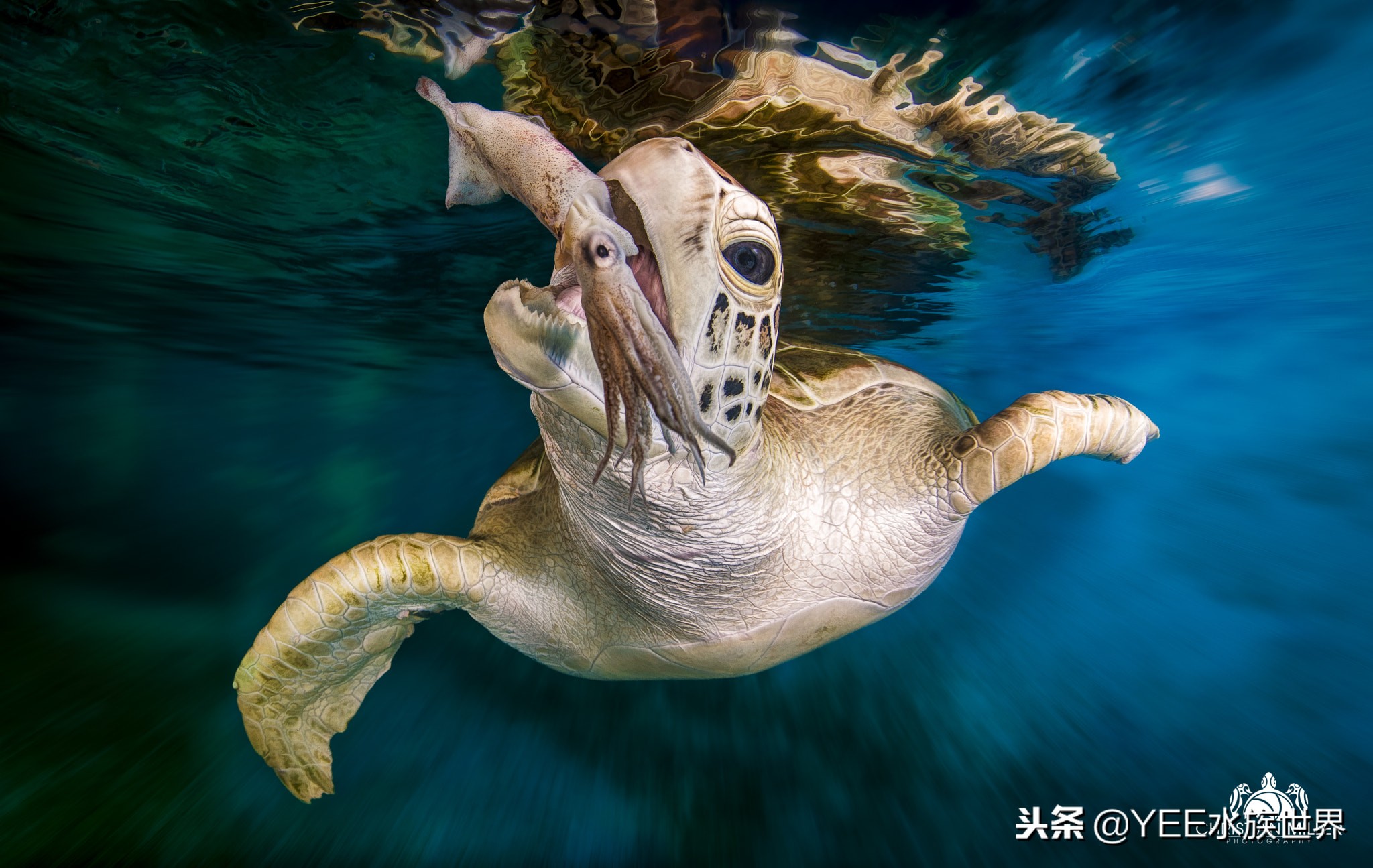 鱼和乌龟混养为啥鱼都死了,鱼跟乌龟混养最大的问题