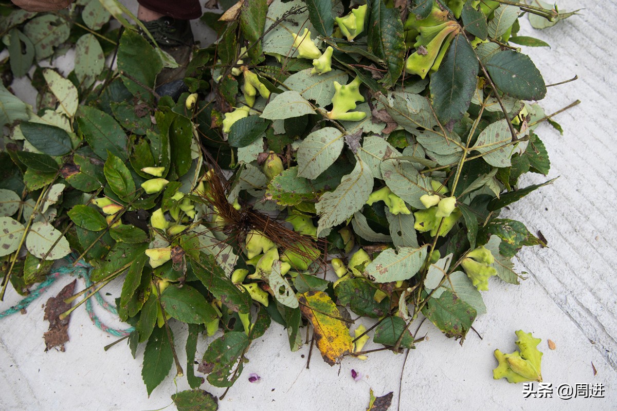 这种果子的果肉酷似一条虫子,野外发现一种奇怪的野果