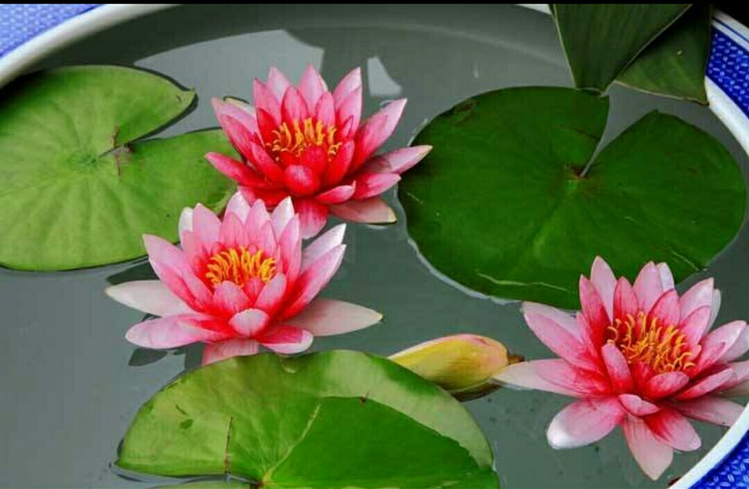 睡莲怎么养才有开花的现象,睡莲在室内如何养护才能快速开花