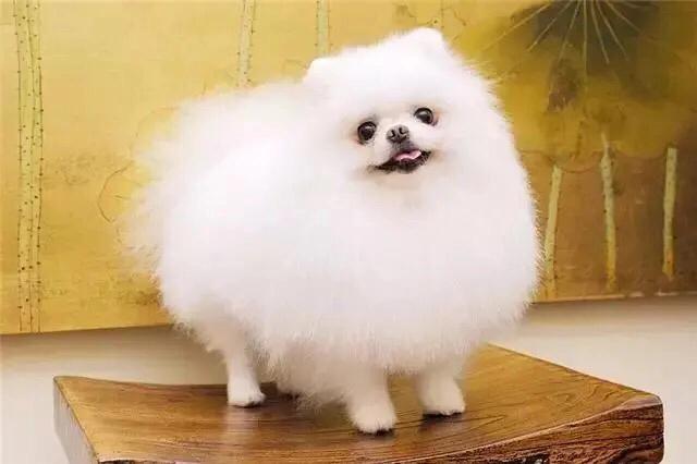 儋州宠物博美,博美小百科