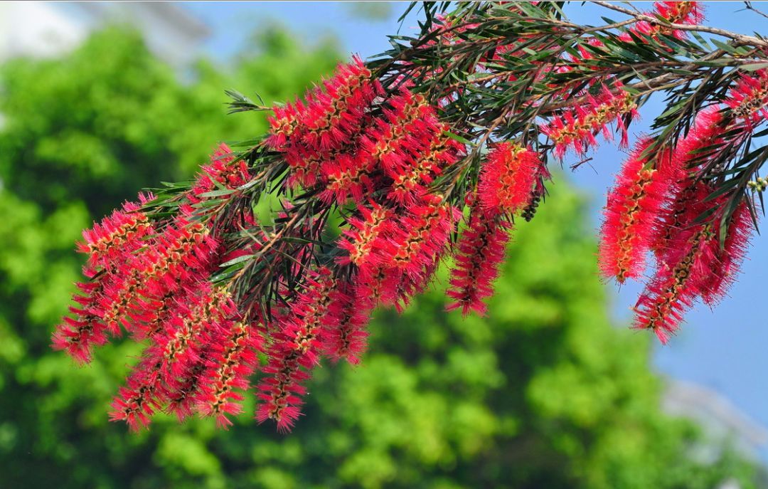 100种常见观叶植物图鉴史上最全,农村常见的100种植物