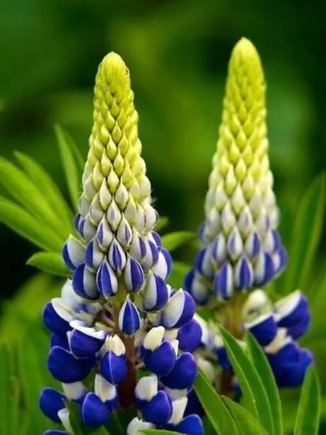 世界上有多少种花朵罕见 (最罕见的十大花朵排行榜)