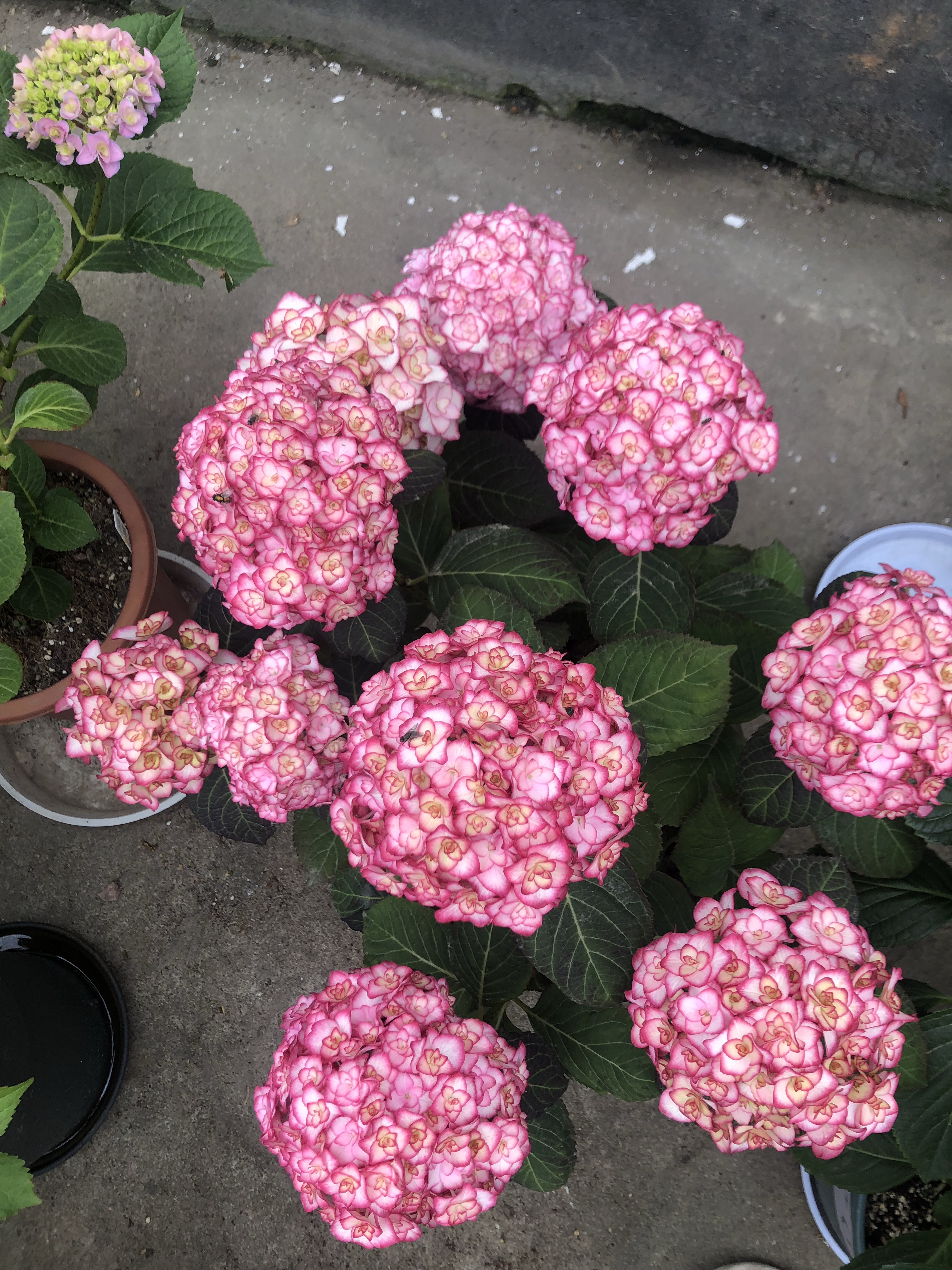 富贵花开什么花最好,花开富贵的花有几种