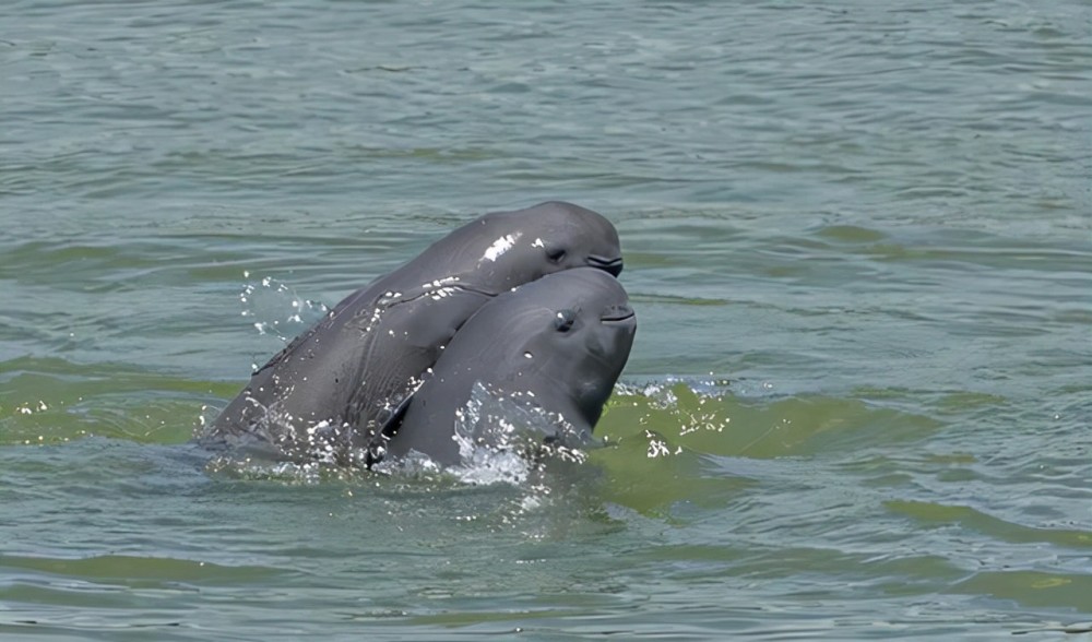 长江十年禁渔过后鱼能随便捕吗,长江禁渔期10年鱼能长多大