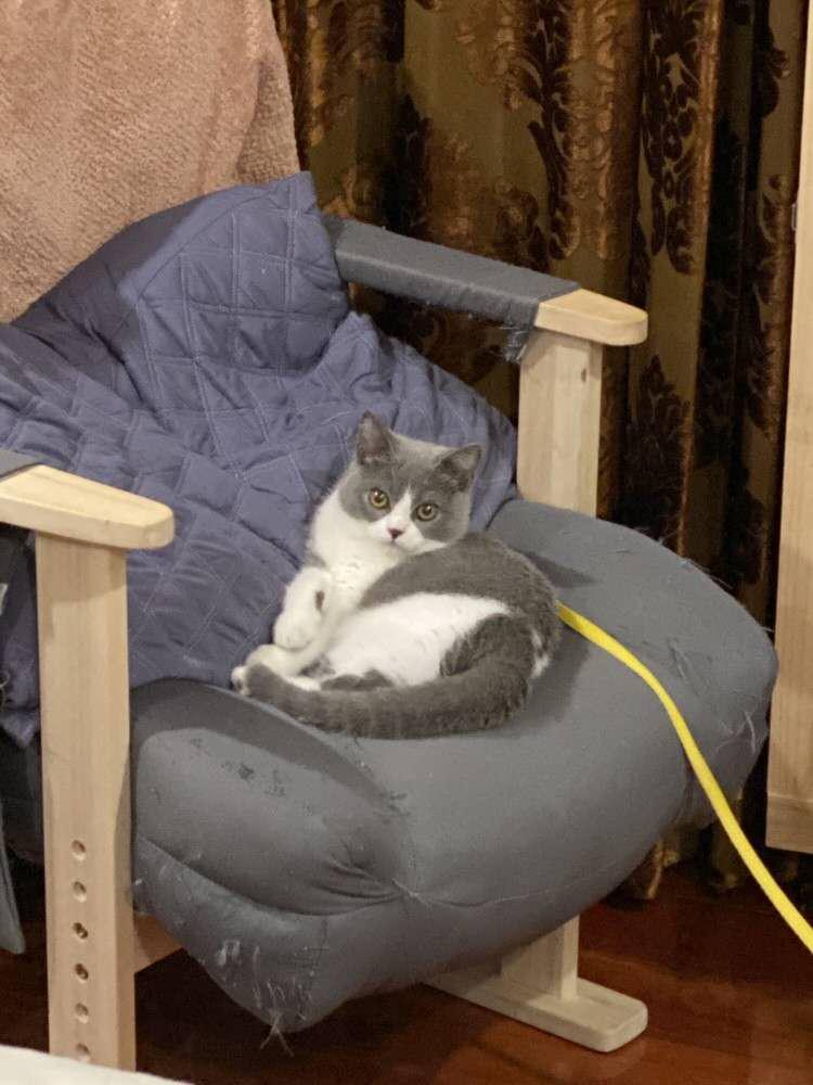 在网上买的小猫咪靠谱吗,在网上买只小猫咪靠谱吗