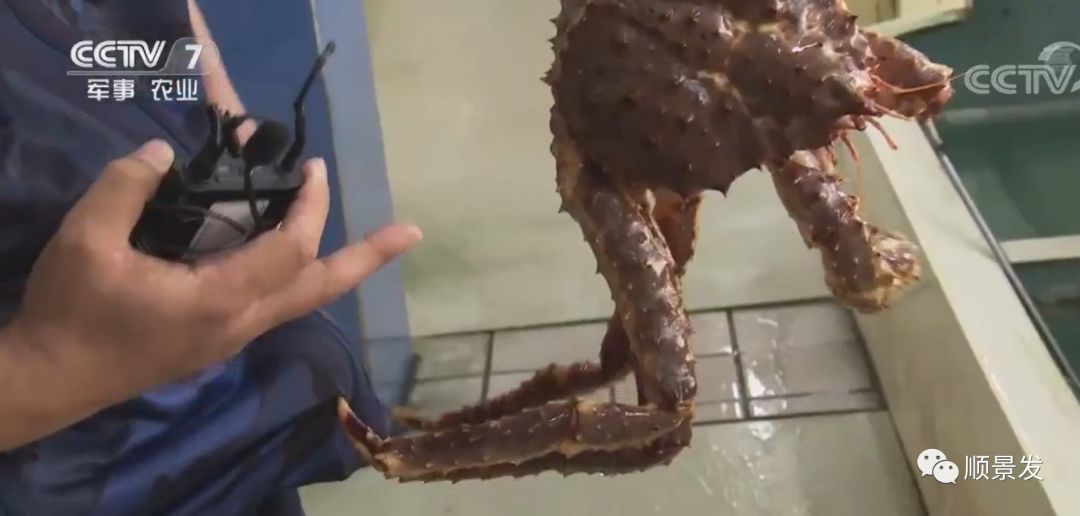 今年进口海鲜市场价格,进口海鲜市场