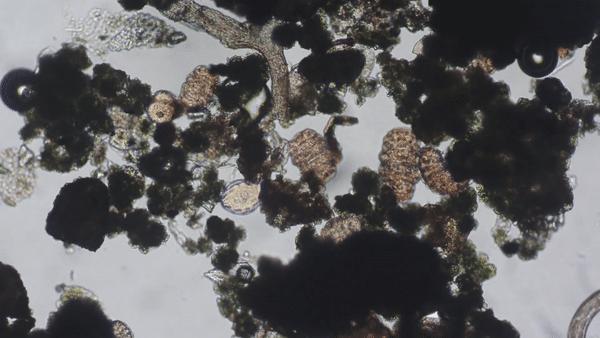 人体冷冻及复活的科学可能性,人体冷冻复活温度