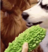 狗狗肾衰竭要注意什么事项,狗狗肾衰竭临死前的15个征兆