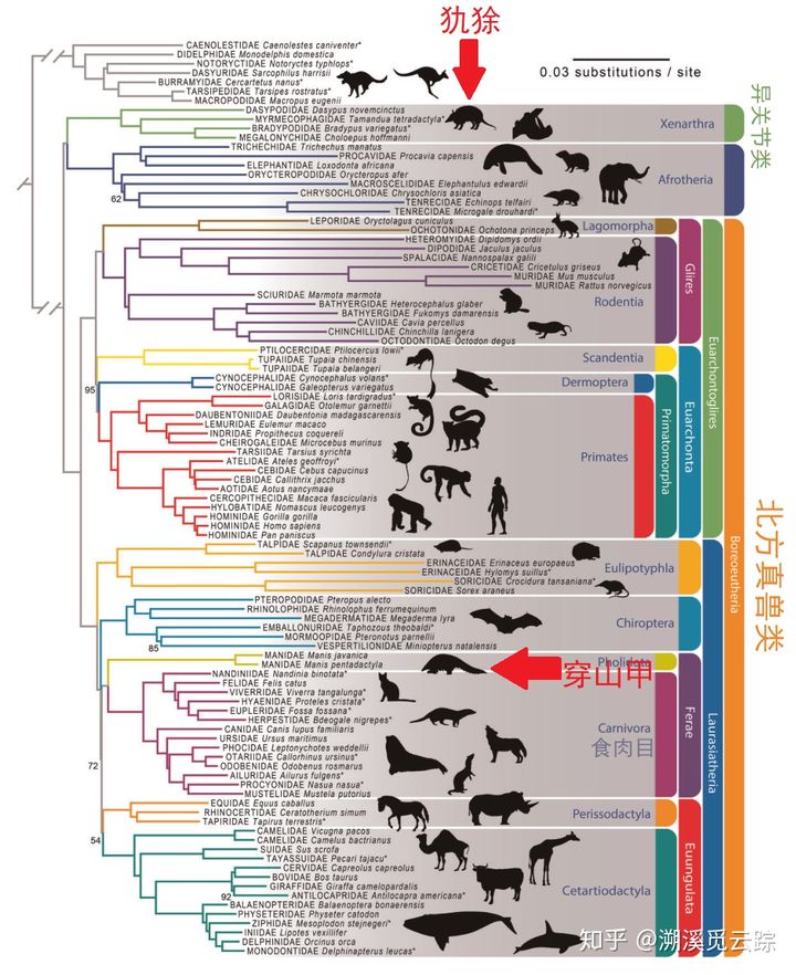 有哪些容易被认错的动物,容易被欺负的动物有哪些