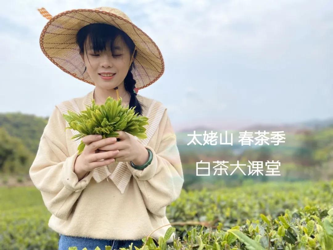 白茶的精髓就在三句话,白茶究竟是什么茶