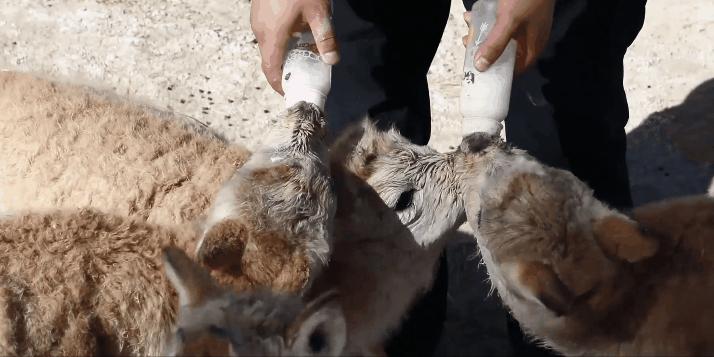 藏羚羊30万一只,藏羚羊30万只了为啥还濒危