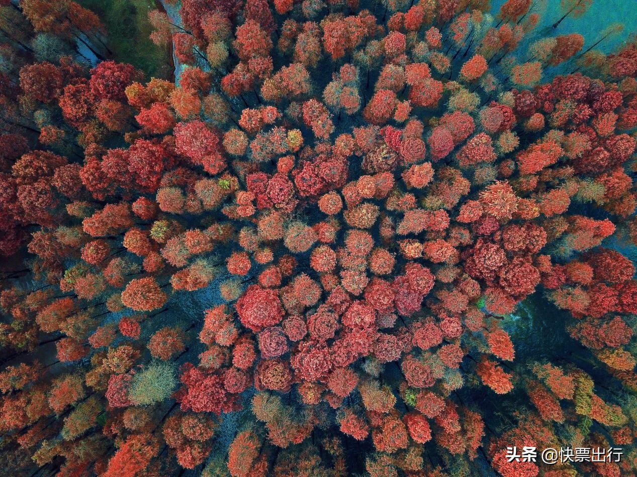 隐藏在1.2亿立方米的网红，天空视角水杉木，美酥了