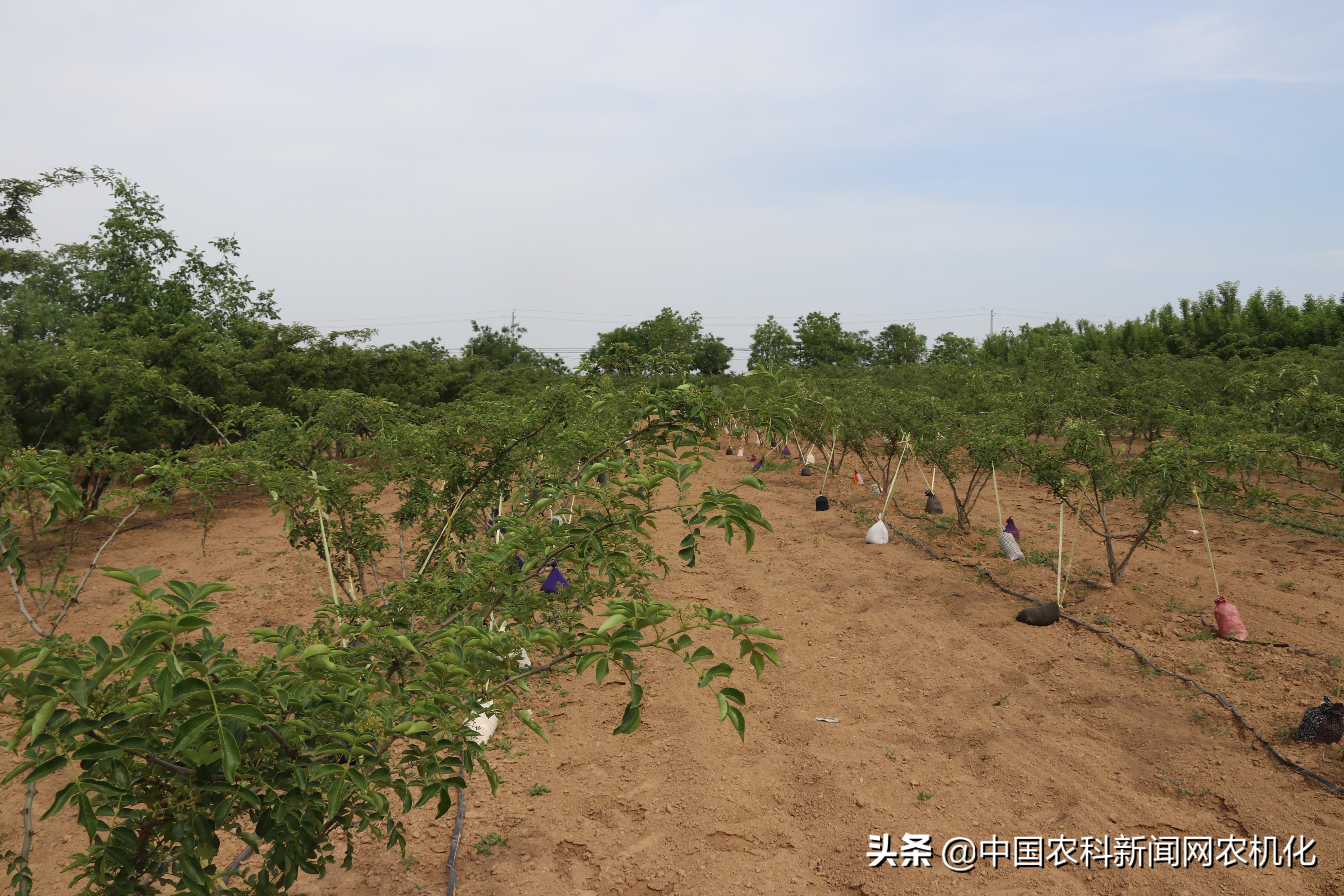 西农大帮扶合阳百良镇发展花椒产业，贫困户走上致富路