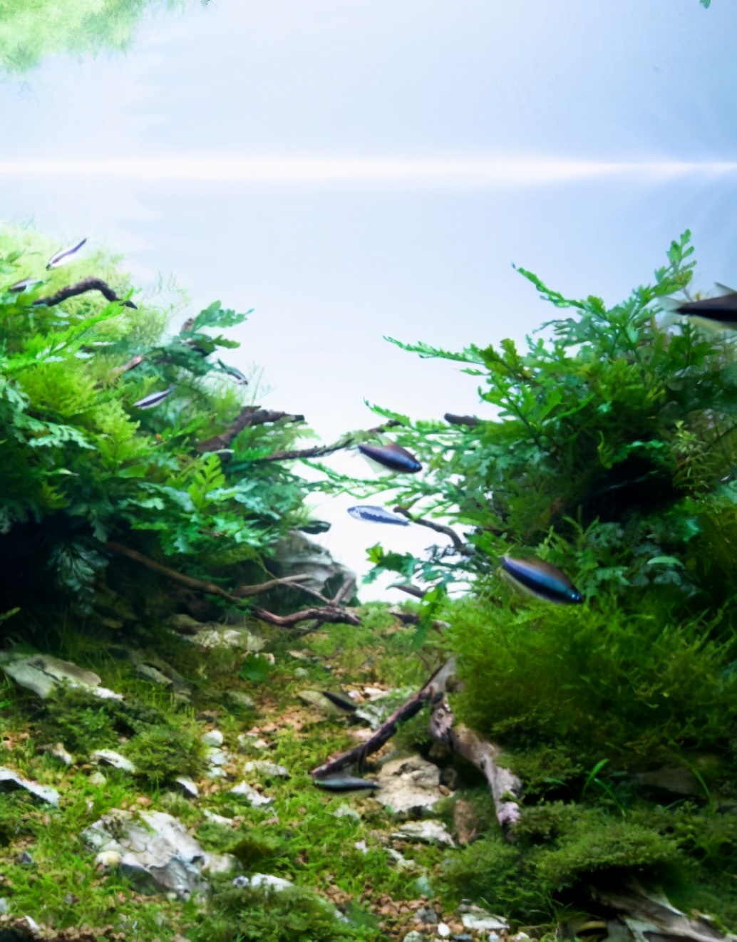 三角形构图水族造景,水族造景构图黄金比例