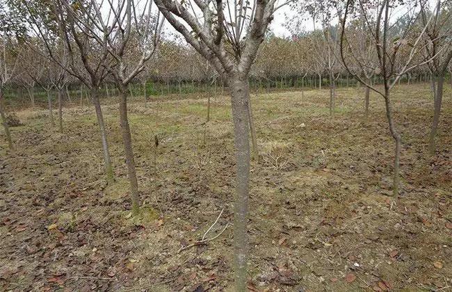 农村闲置土地如何挣钱,农村闲置土地种植什么赚钱