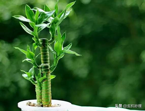 供财神到底能不能发财,五黄煞位能供财神吗