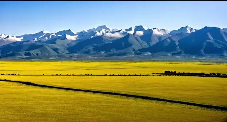 那些你绝对想不到的榨油作物，真是给古人的智慧跪了