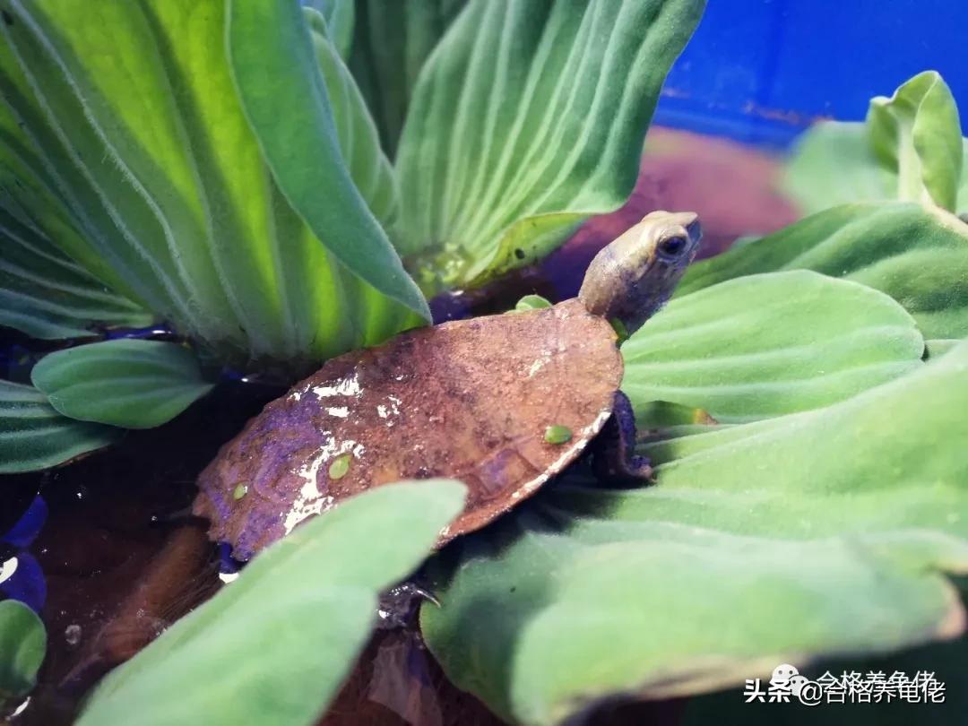 黄头侧颈龟夏天要加温吗,夏天龟缸温度太高