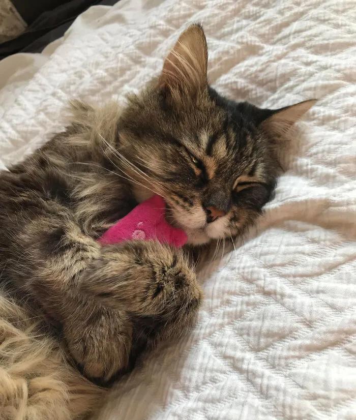 宠物谁能想到这是它最喜欢的玩具,网友分享宠物和它们最爱的玩具