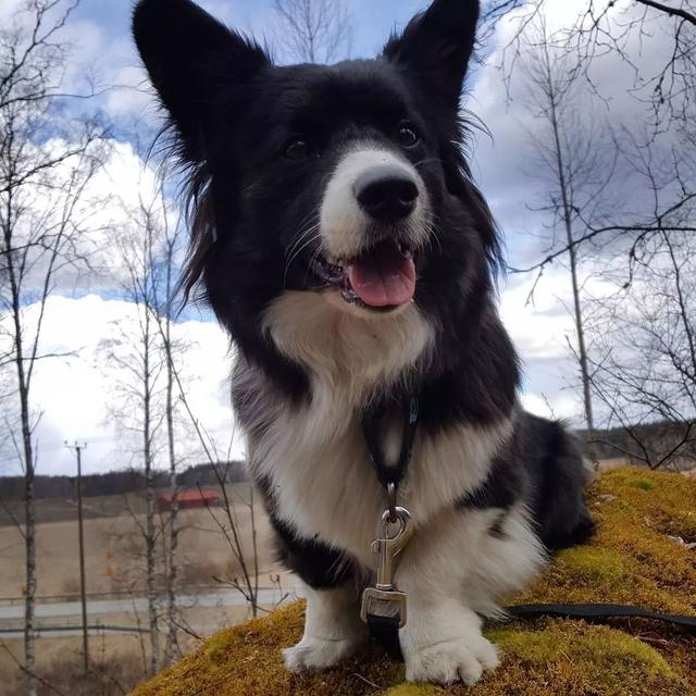 比柯基短腿好看的狗,和柯基杂交的狗狗都是小短腿吗