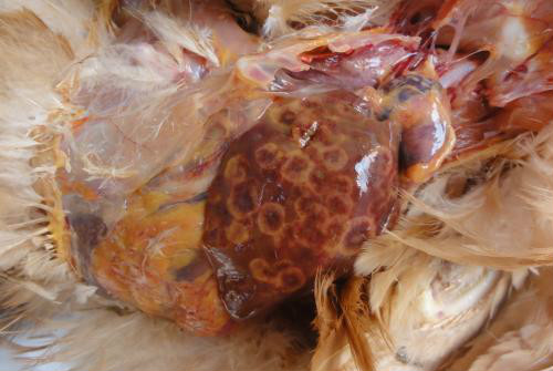 鸡盲肠肝炎症状用什么药,禽盲肠肝炎的治疗方法