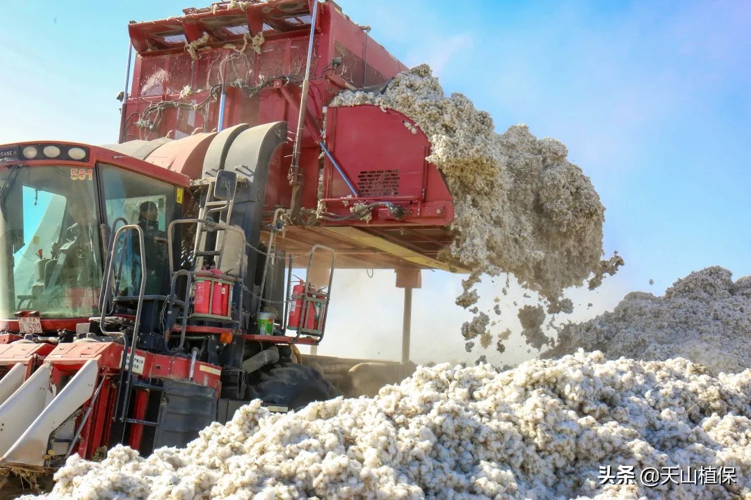 当前棉价走势分析,棉价全疆狂跌还有6元棉价吗