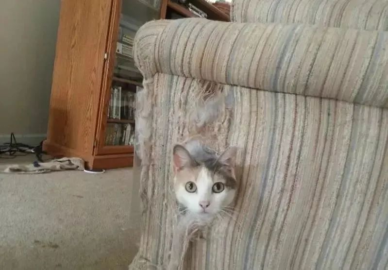 猫咪在电饭煲上拉臭臭，差点把铲屎官气晕在厕所