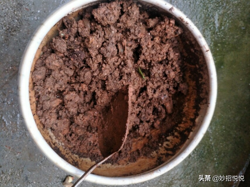 家庭生姜怎样种植最好吃,生活小妙招生姜怎么种植