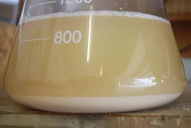 怎么分啤酒是艾尔还是拉格,原浆啤酒属于拉格还是艾尔