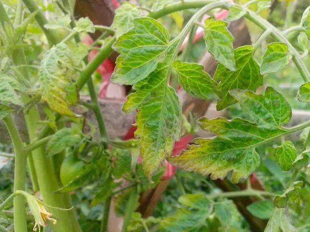 西红柿冲施钙肥后黄叶是怎么回事,家里种的西红柿为什么有的黄叶