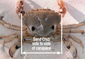 澳大利亚螃蟹哪里最好,澳大利亚黄金海岸抓螃蟹的地方