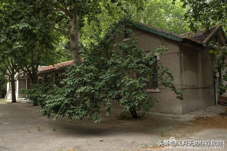 济南秋天的法国梧桐,济南一颗梧桐树