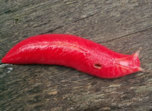 堪比国宝存在的蛞蝓，一种只剩60只，另一种可以改善土壤