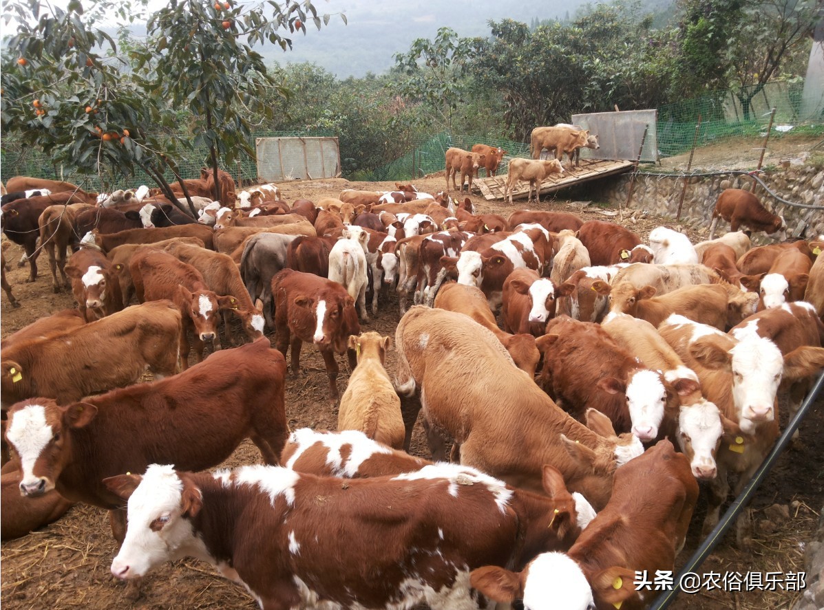 多省爆发牛皮肤病,三伏天不建议买牛,这些建议值得养牛人借鉴